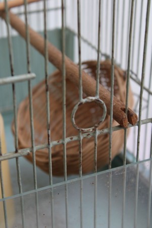 Cage à oiseaux en métal