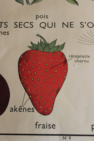 Ancienne affiche La graine/Les fruits