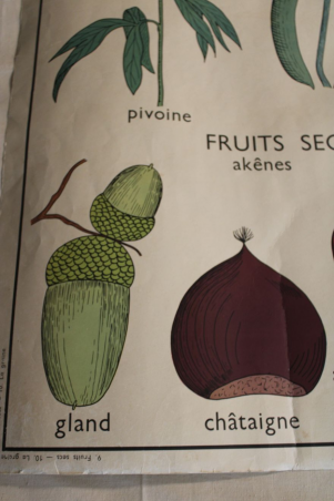 Ancienne affiche La graine/Les fruits